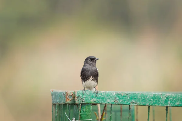 Αρσενικό Κατειλημμένο Bushchat Κάθεται Στο Πλαίσιο Στο Bird Sanctuary — Φωτογραφία Αρχείου