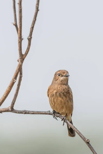 Feminino Pied Bushchat Sentado Estoque Madeira Grama — Fotografia de Stock