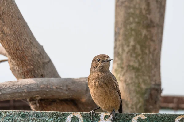 女性Pied Bushchat座っている鉄のフレームに鳥の聖域 — ストック写真