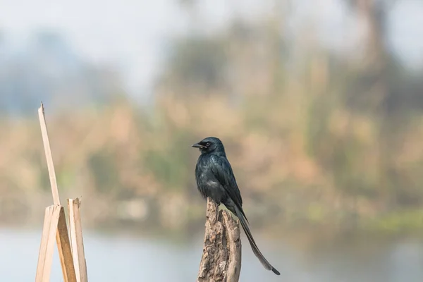 黒いドロゴ Dicurus Macrocercus木のストックに座っている美しい鳥 — ストック写真