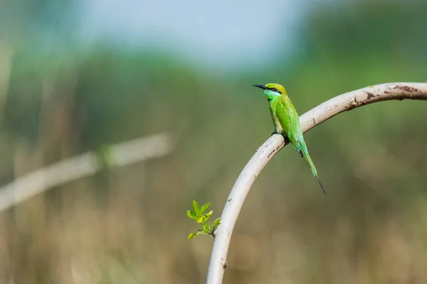 枝に座っている緑のミツバチイーター Merops Orientalis 時には少し緑の蜂イーター — ストック写真