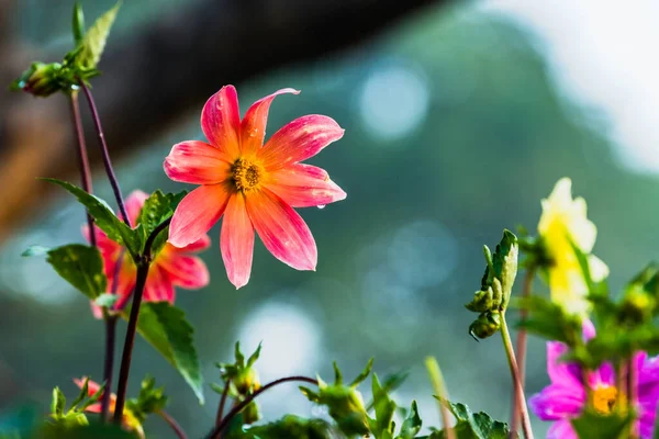 Dahlia Coccinea Uma Espécie Planta Com Flor Pertencente Família Asteraceae — Fotografia de Stock