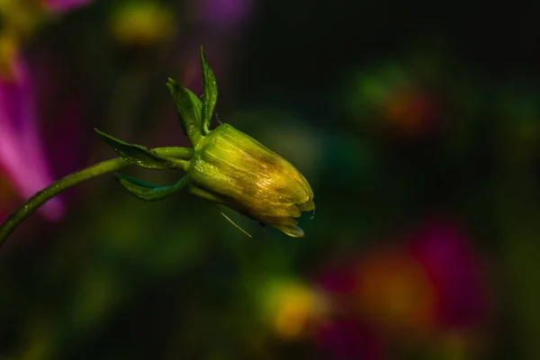 Buds Dahlia Coccinea Gatunek Rodziny Astrowatych Asteraceae Jego Wspólną Nazwą — Zdjęcie stockowe