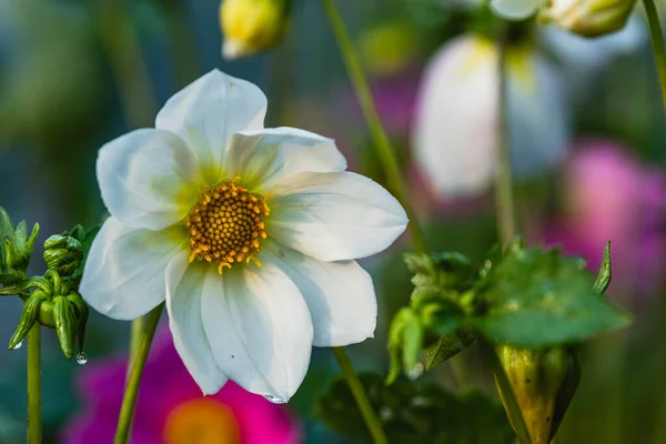 Dahlia Coccinea Dahlia 일종이며 학명은 Asteraceae 다리아 — 스톡 사진