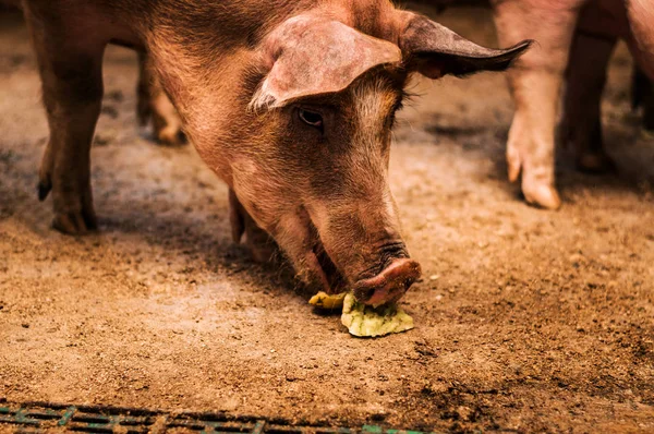 Cerdo grande comiendo pluma — Foto de Stock