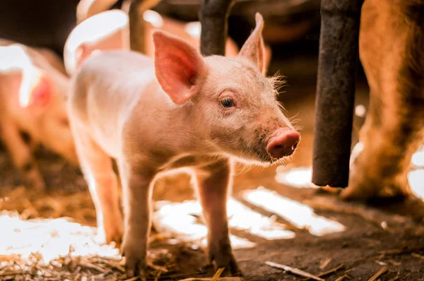 Cerdito joven sobre heno — Foto de Stock