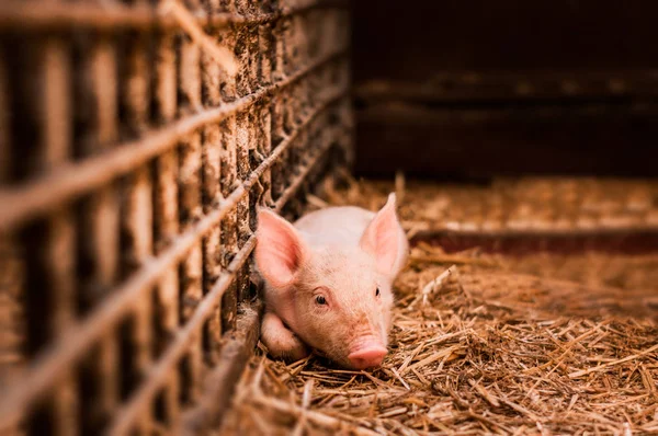 Cerdito joven sobre heno — Foto de Stock