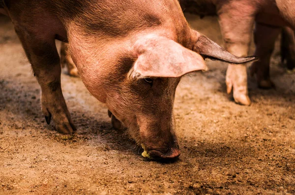 Cerdo grande comiendo pluma — Foto de Stock