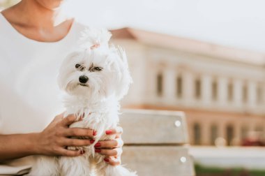 Malta köpek kadınla