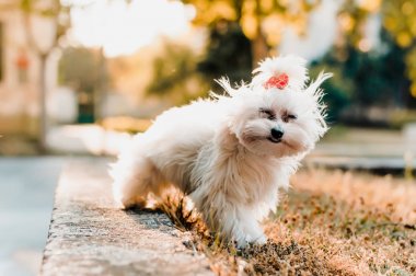 Malta köpek parkında poz