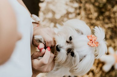 Malta köpek kadınla