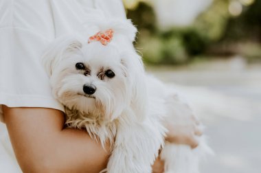 Malta köpek kadınla
