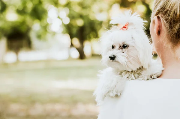 Mujer con un perro maltés — Foto de Stock