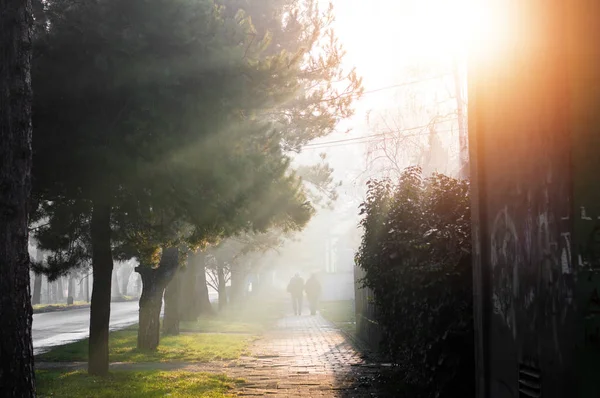 Schöner nebliger Morgen — Stockfoto