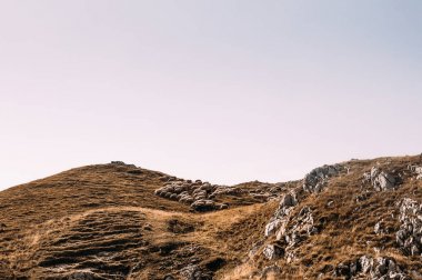 Otlayan koyun sürüsü