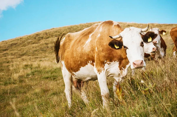 Αγελάδες που απολαμβάνει το καλοκαίρι γκαζόν — Φωτογραφία Αρχείου