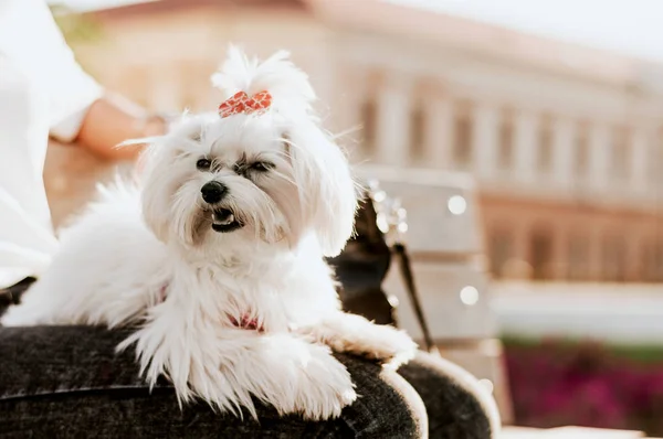 マルチーズ犬を持つ女性 — ストック写真