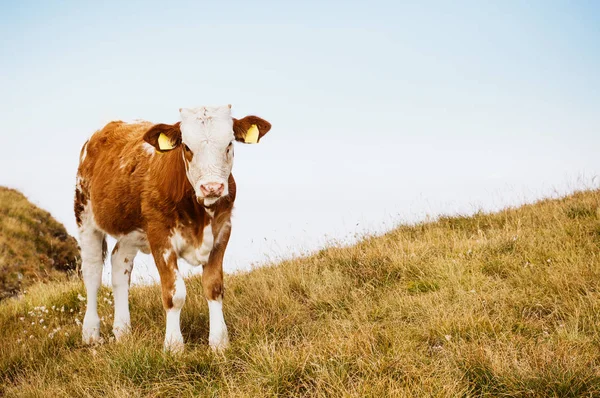 Αγελάδα στέκεται πάνω σε βοσκότοπο — Φωτογραφία Αρχείου