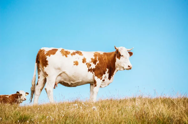 Cow standing on pasture