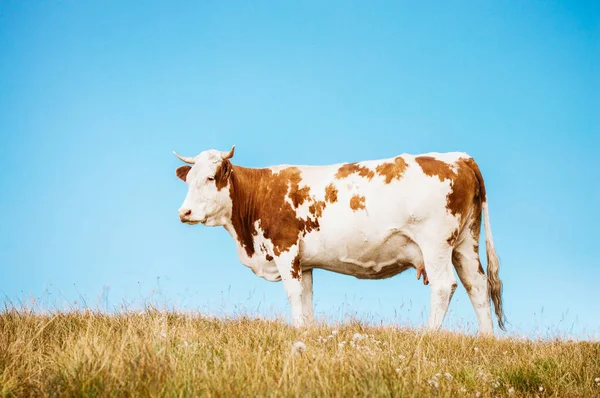 Αγελάδα στέκεται πάνω σε βοσκότοπο — Φωτογραφία Αρχείου