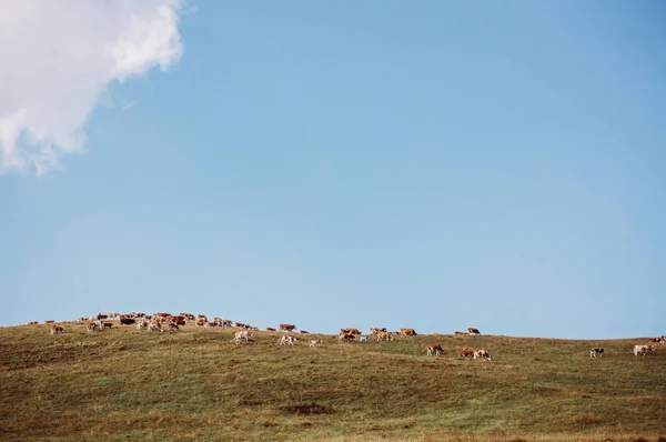Αγελάδες που απολαμβάνει το καλοκαίρι γκαζόν — Φωτογραφία Αρχείου