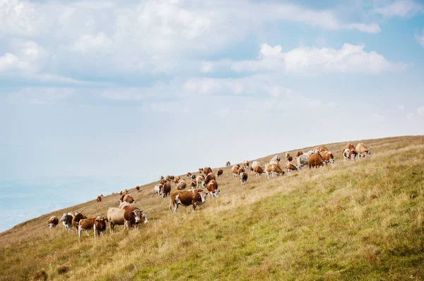 Vacas disfrutando de hierba de verano — Foto de Stock