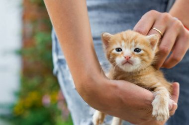 Küçük sarı bebek kedi