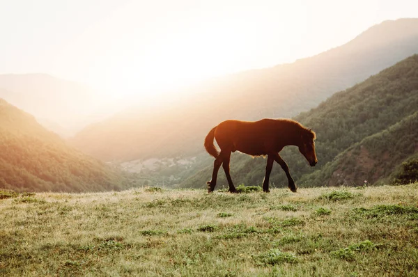 Caballo de pastoreo en pastos de montaña . — Foto de Stock