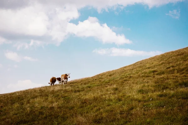 Vacas pastando en un precioso pasto . — Foto de Stock