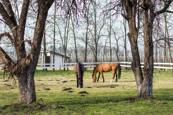 Hermosos caballos en el rancho — Foto de Stock