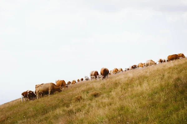Αγελάδες σε βοσκότοπους το καλοκαίρι. — Φωτογραφία Αρχείου