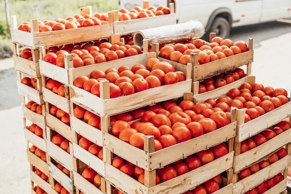 Preparazione pomodori in vendita . — Foto Stock