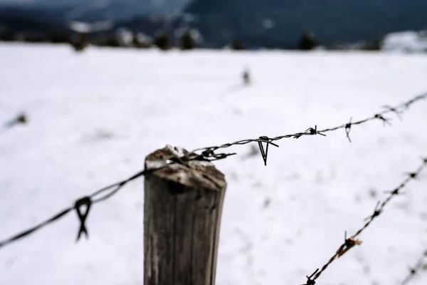 Close up of barbwire fence on snow background