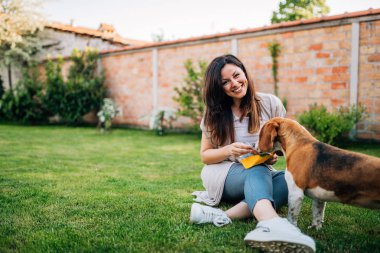 kadın elden şirin beagle yavru köpek besleme.
