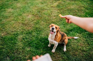 Açık havada lezzetli çıkmayı bekleyen köpek tedavi.