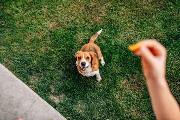 犬に御馳走を与えます ビュー ポイント — ストック写真