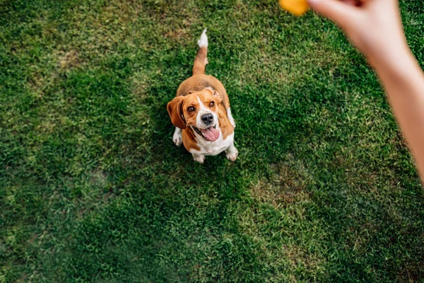 屋外の治療を待っている犬 ビュー ポイント — ストック写真