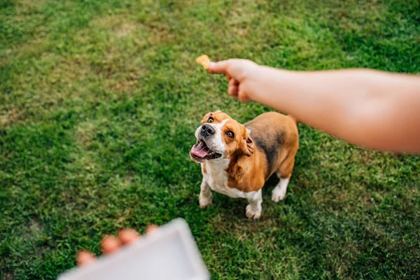 Ταΐζοντας Τον Σκύλο Μπιγκλ Παίζει Σκύλο Στην Αυλή — Φωτογραφία Αρχείου