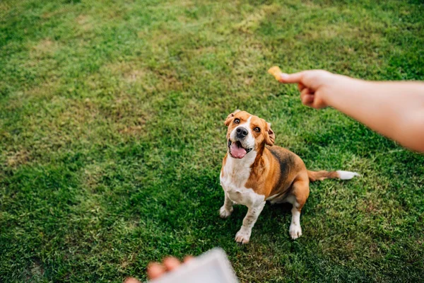 Dog Waiting Get Delicious Treat Outdoors — Stock Photo, Image