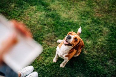 mutlu beagle köpek sahibini önünde oturuyor. Aperatif bekliyor.