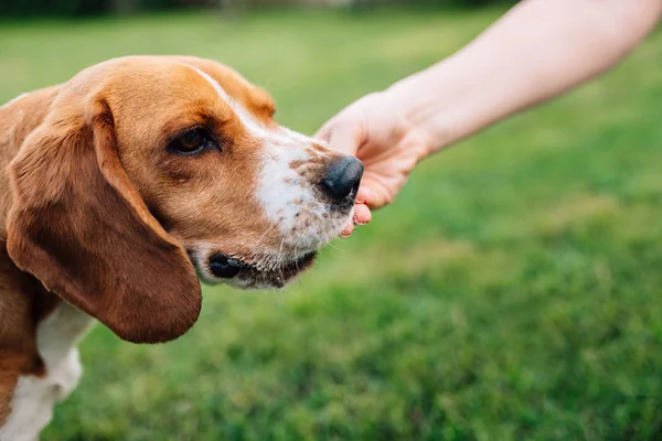 Vista Cerca Mano Hembra Acariciar Beagle Perro — Foto de Stock