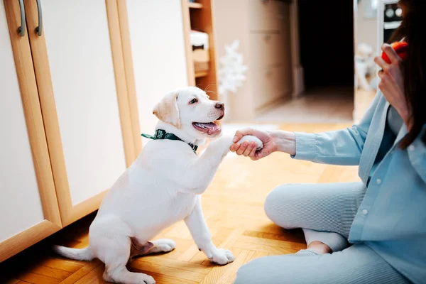 Young Woman Teaching Puppy Give Paw — Stock Photo, Image