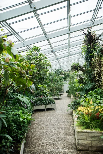 Hermoso Invernadero Público Con Plantas Verdes — Foto de Stock