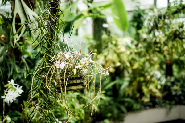 Beautiful plants in greenhouse, close up