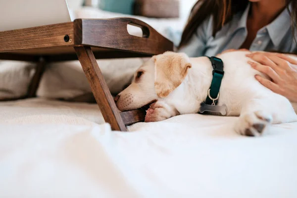 Mujer Con Lindo Perrito Acostado Cama Primer Plano — Foto de Stock