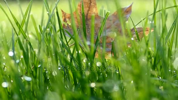 Herbstblatt auf dem grünen Gras. Herbstanfang. Herbstmorgen. gelbes Blatt. — Stockvideo