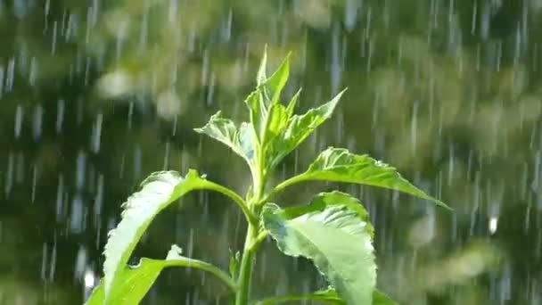 Está lloviendo sobre una planta verde — Vídeos de Stock