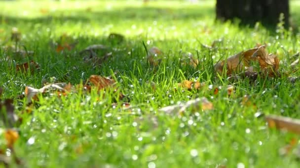 Hojas amarillas sobre hierba verde. — Vídeos de Stock