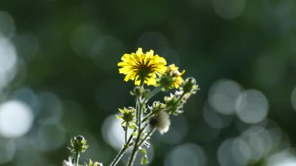 Flor amarilla sobre un fondo verde — Vídeos de Stock