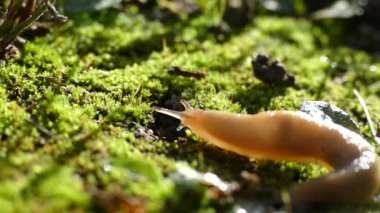 Salyangoz kabuğu olmadan.